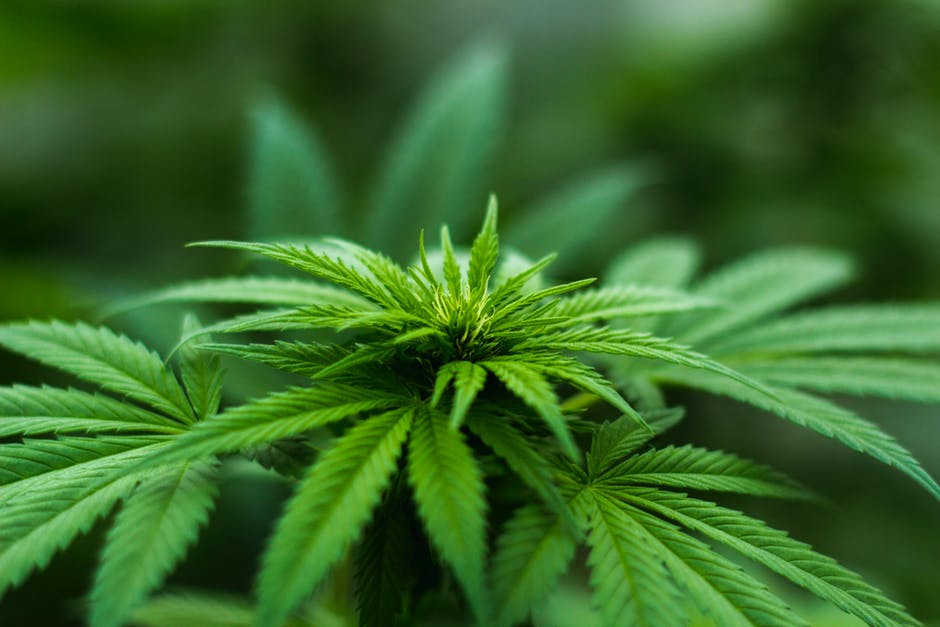 Un-Happy 4/20: How Marijuana May Contribute to Personal Injury